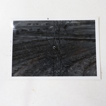 Vtg Photo of Bird in Tree at Farm Field in Korea from Aug 1969 3.5inx5in - £5.61 GBP