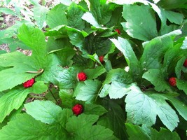 5 Golden Seal Hydrastis Canadensis Bare Roots - $29.96