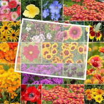 Wildflower WYOMING State Flower Mix Perennials Annuals USA NonGMO 1000 Seeds - £7.50 GBP