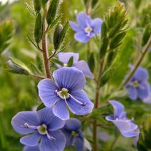 30 Veronica Blue Streak Perennial Seeds Flower Great Cut Flower - £14.14 GBP