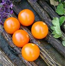 PM Sungold Select Tomato Seeds (20+ Seeds) | Non GMO | Vegetable Fruit Herb Flow - £3.74 GBP