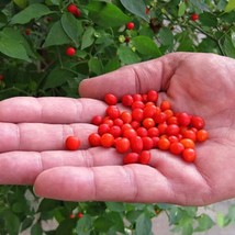 New Fresh Seeds Pequin Pepper Bird Pepper Tiny Wild Heirlooom 10 Seeds Pea Sized - $19.96