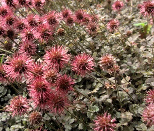 New Zealand Burr Bronze Acaena Microphylla 250 Fresh Seeds - £42.64 GBP