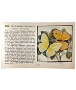 Cloudless Sulphur Butterfly 1934 Butterflies Of America Insect Art PCBG14B - €17,17 EUR