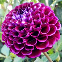 30 Seeds Mix Color Dahlia Flower Bonsai Flower Bonsai Chinese Peony Plant Garden - £3.88 GBP