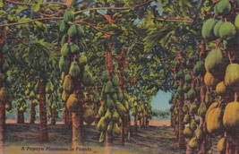 Papaya Plantation Florida FL Tropical Postcard B01 - £2.38 GBP