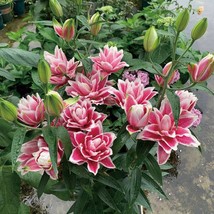 2 Rose Lily Flower Bulbs F5213-51 Gardening USA SELLER - $35.97