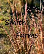 SL 200+ Seeds Vetiver Zizanioides Ground Cover Grass Ornamental - $4.50