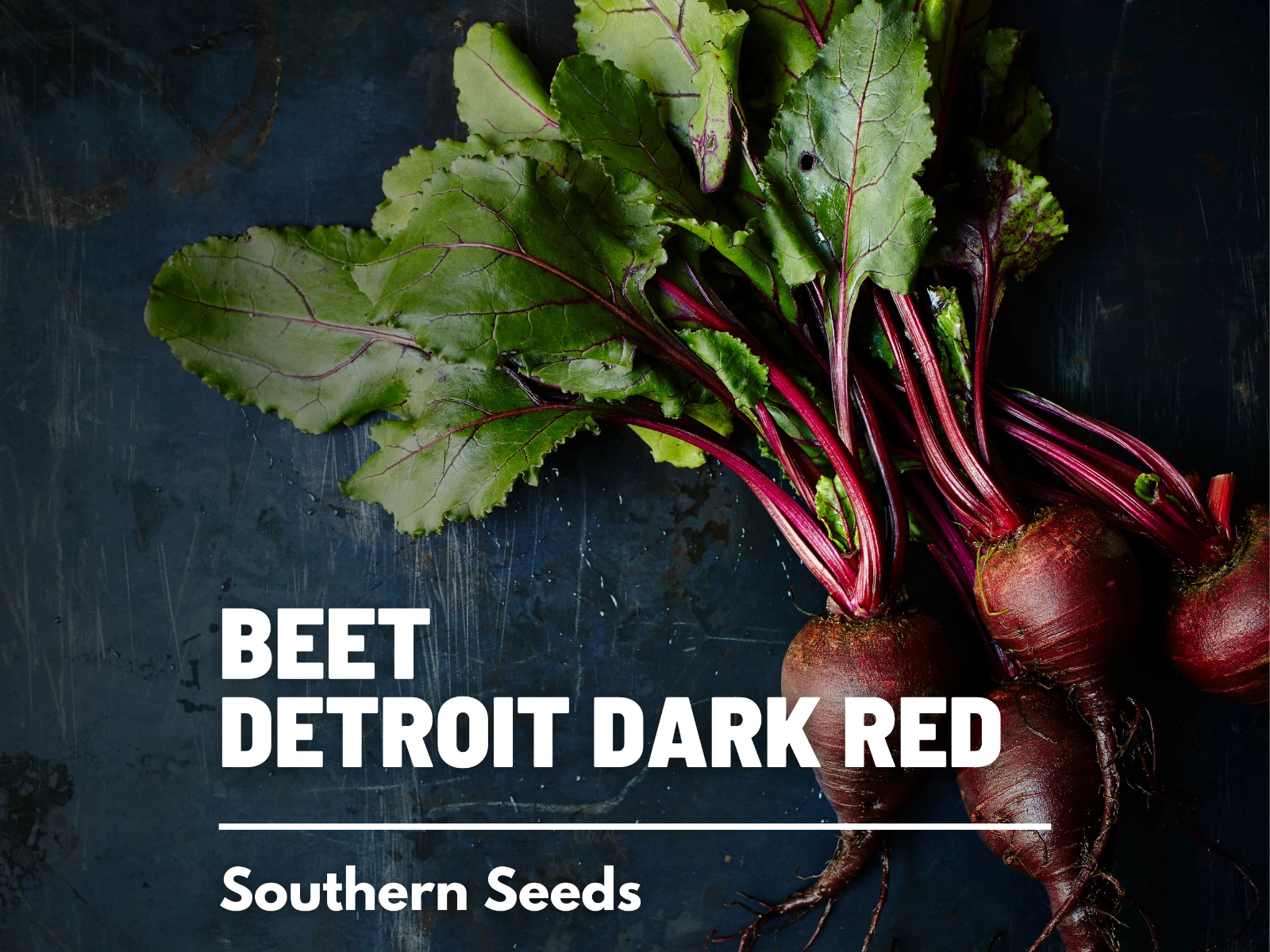 Beet, Detroit Dark Red - 200 Seeds, Heirloom Vegetable (Beta vulgaris) - $14.82