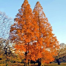 ADW 25 Dawn Redwood Tree Seeds Metasequoia Glyptostroboides Bonsai Fast ... - $18.10 CAD