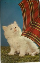 Postcard, Cute Kitten Kitty, Umbrella, &quot;No Rain Today!&quot; - £7.98 GBP