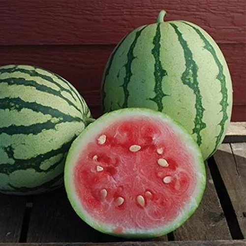10 Queen of Dixie Watermelon Seeds Vibrant Colored Skin and Delic - £10.24 GBP