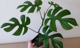 New Fresh Seeds Rhaphidophora Tetrasperma Mini Monstera Ginny Philodendron 20 Se - $23.90