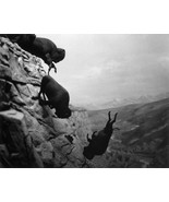 Falling Buffalo 22x30 Western Art Photograph - £94.16 GBP