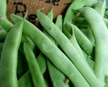 Organic Kentucky Wonder Pole Bean Seeds  100 Fresh Seeds Fast Shipping - £17.01 GBP