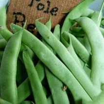 Organic Kentucky Wonder Pole Bean Seeds  100 Fresh Seeds Fast Shipping - £16.55 GBP