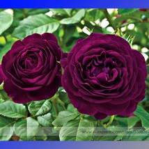 Heirloom Fresh Exotic Purple Rose Bush Professional 50 / Seeds, Pack, Se... - $11.82