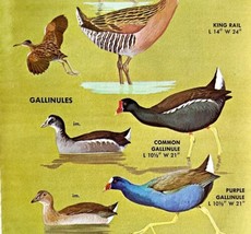 Larger Rails Coots Birds Varieties And Types 1966 Color Art Print Nature... - £15.66 GBP