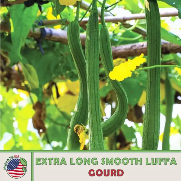 10 Extra Long Smooth Luffa Gourd Seeds Open Pollinated Genuine Usa Garden - £7.39 GBP