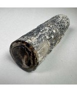 Eden Valley Agatized Petrified Wood Blue Forest Wyoming Polished Limb Cast - $89.09