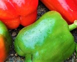 California Wonder Peppers 100 Seeds Non-Gmo  Fast Shipping - £6.40 GBP