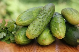 Cucumber Seeds - Salad Bush Hybrid - Gardening - Outdoor Living - Free Shipping - £32.95 GBP