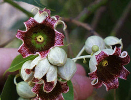 Brachychiton populneus 100+ seeds Kurrajong graines semillas seed - $191.98 MXN+