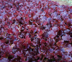 150 Seeds Lettuce Red Oak Leaf Best Super Sweet Non Gmo - £7.64 GBP