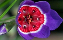 100PCS Tricolor Sparaxis Seeds Purple White Red Big Ornamental Flowers* Easy To  - £5.30 GBP