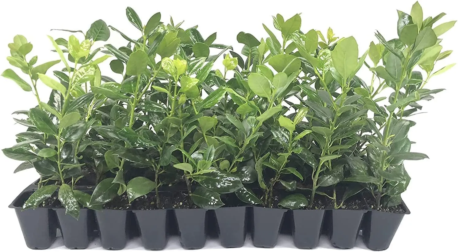 Nellie R. Stevens Holly Live Trees Privacy Screening Plants Shrubs - £34.54 GBP