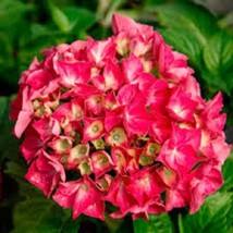 5 pcs Red Star Hydrangea Seed Perennial Garden Hardy Shrub Bush Flower Seed - £10.49 GBP