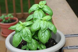 Genovese Basil Seeds Great Flavor 30 Seeds Fresh Garden - £9.06 GBP