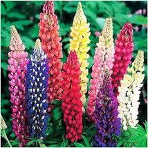 Russell Lupine Minarette Dwarf 50 Seeds - £9.26 GBP