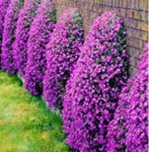 300 Seeds Creeping Thyme Bonsai Seeds Purple Cress Rock Flowers Garden - £12.84 GBP