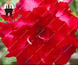 PWO Fresh 2Pcs Desert Rose Seeds - Bright Dark Red Double Flowers - £2.66 GBP