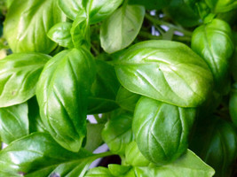 Bloomys Basil Italian Broadleaf Sweet Herb 750 Seeds - £7.75 GBP