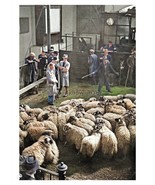 ptc6093 - Yorks - Auction time at the Skipton Sheep Market in 1944 - print 6x4 - $2.95