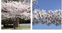 Live Potted Plants - 2 Yoshino Flowering Cherry Trees - 6-12&quot; Tall - 3&quot; Pots - £66.33 GBP