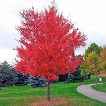 Fresh New 25 Siberian Maple Tree Acer Ginnala Seeds Red Leaves USA Seller - £11.21 GBP