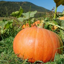 Connecticut Field Pumpkins Seeds Pumpkin Seeds USA Seller - $6.44