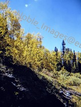 1972 Scenic View Rolling Hills Majestic Tree Line Colorado Kodachrome 35mm Slide - £4.35 GBP