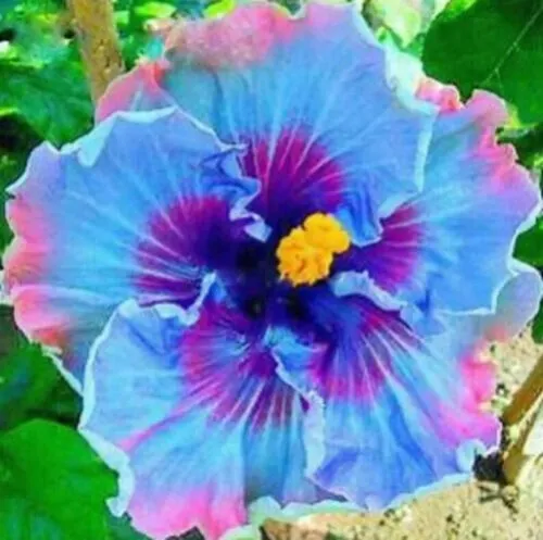 Fresh New Blue Purple Hibiscus Flowers To Grow Floral Garden 25 Seeds - £10.30 GBP