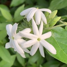 15 Seeds Downy Jasmine House Plant Flowers Gardening USA SHIPPIING - $12.50