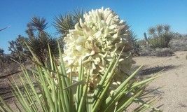 PWO Joshua Tree Seeds (Yucca Brevifolia) -Super Bloom Mojave 50+ Seeds USA - £5.38 GBP