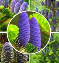  Korean Fir Tree Abies Koreana, 30 SEEDS D - £13.17 GBP