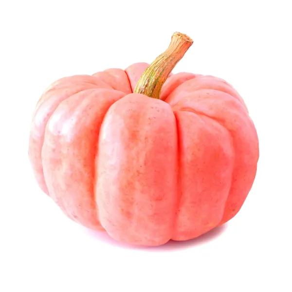 Fresh Pink Pumpkin Seeds For Planting 5 Seeds Porcelain Doll Pumpkins Ships From - £14.57 GBP
