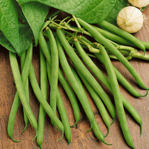 BULK Provider Green Bean Non GMO Haricot Ve (Seed) - $5.44