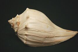 Florida Tropical Sea Shell Lighting Welk Seashell Beach Nautical Shelf D... - $16.82