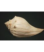 Florida Tropical Sea Shell Lighting Welk Seashell Beach Nautical Shelf D... - $16.82