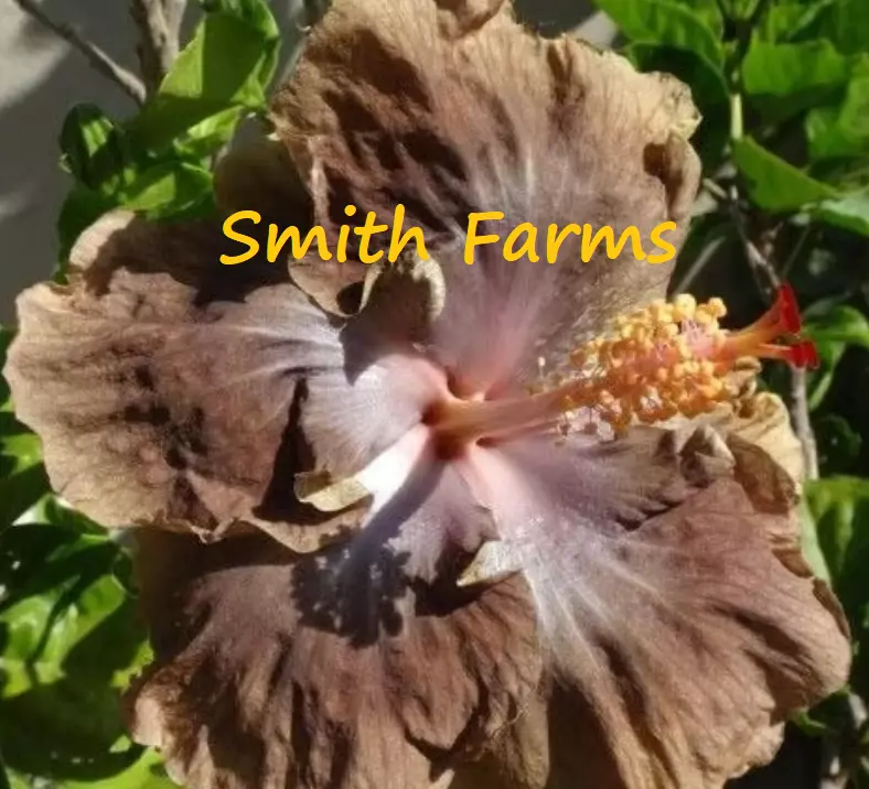 25 Seeds Brown Hibiscus Flowers Fresh Seeds USA Seller - $12.25